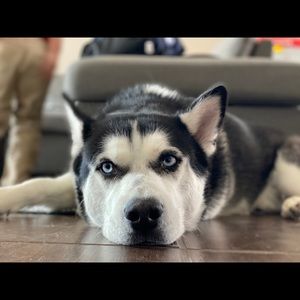 Meet your Posher, Sherly